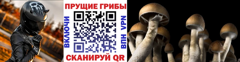 Галлюциногенные грибы прущие грибы  дарнет шоп  Качканар 